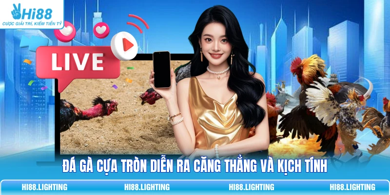 Đá Gà Cựa Tròn Là Gì? Đặc Điểm Của Hình Thức Thi Đấu 2 Đá gà cựa tròn diễn ra căng thẳng và kịch tính