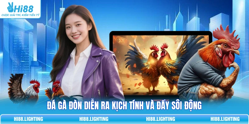 Đá gà đòn diễn ra kịch tính và đầy sôi động