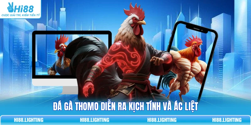 Đá Gà Thomo Là Gì? Tổng Quan Hình Thức Thi Đấu Hot 2026 2 Đá gà Thomo diễn ra kịch tính và ác liệt