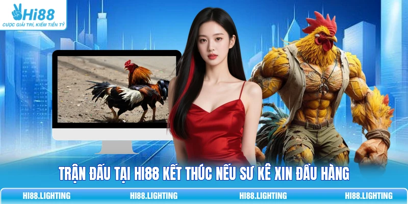 Tình Huống Khiến Trận Đấu Đá Gà Trực Tuyến Kết Thúc? 3 Trận đấu tại Hi88 kết thúc nếu sư kê xin đầu hàng